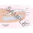 Cross section Nail Unit A4 Poster ENG 2