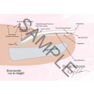 Doorsnede van de nagel A4 Poster NL 2 
