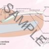 EN_3_Sample Cross section Nail Unit A4 Poster ENG 2