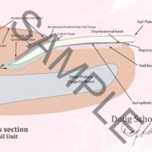 Cross section Nail Unit A4 Poster ENG 2