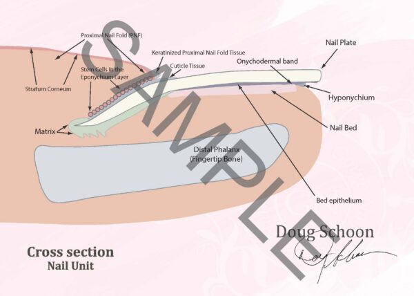 EN_3_Sample Cross section Nail Unit A4 Poster ENG 2