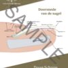 Doorsnede van de nagel  A4 Poster NL 1
