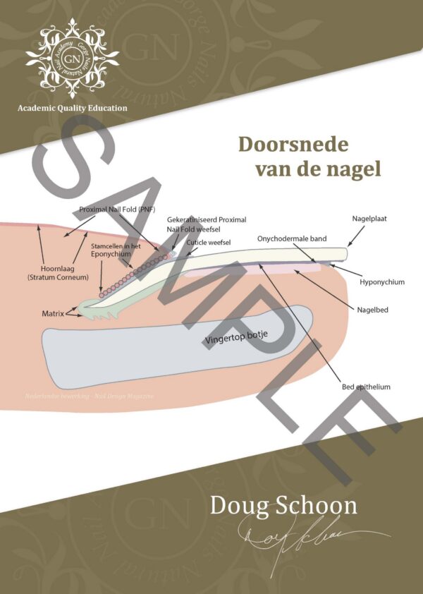 Doorsnede van de nagel  A4 Poster NL 1